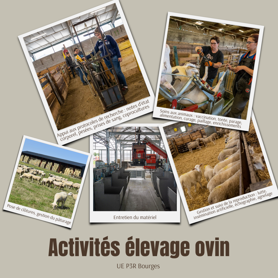 Activités élevage ovin sitevf.png