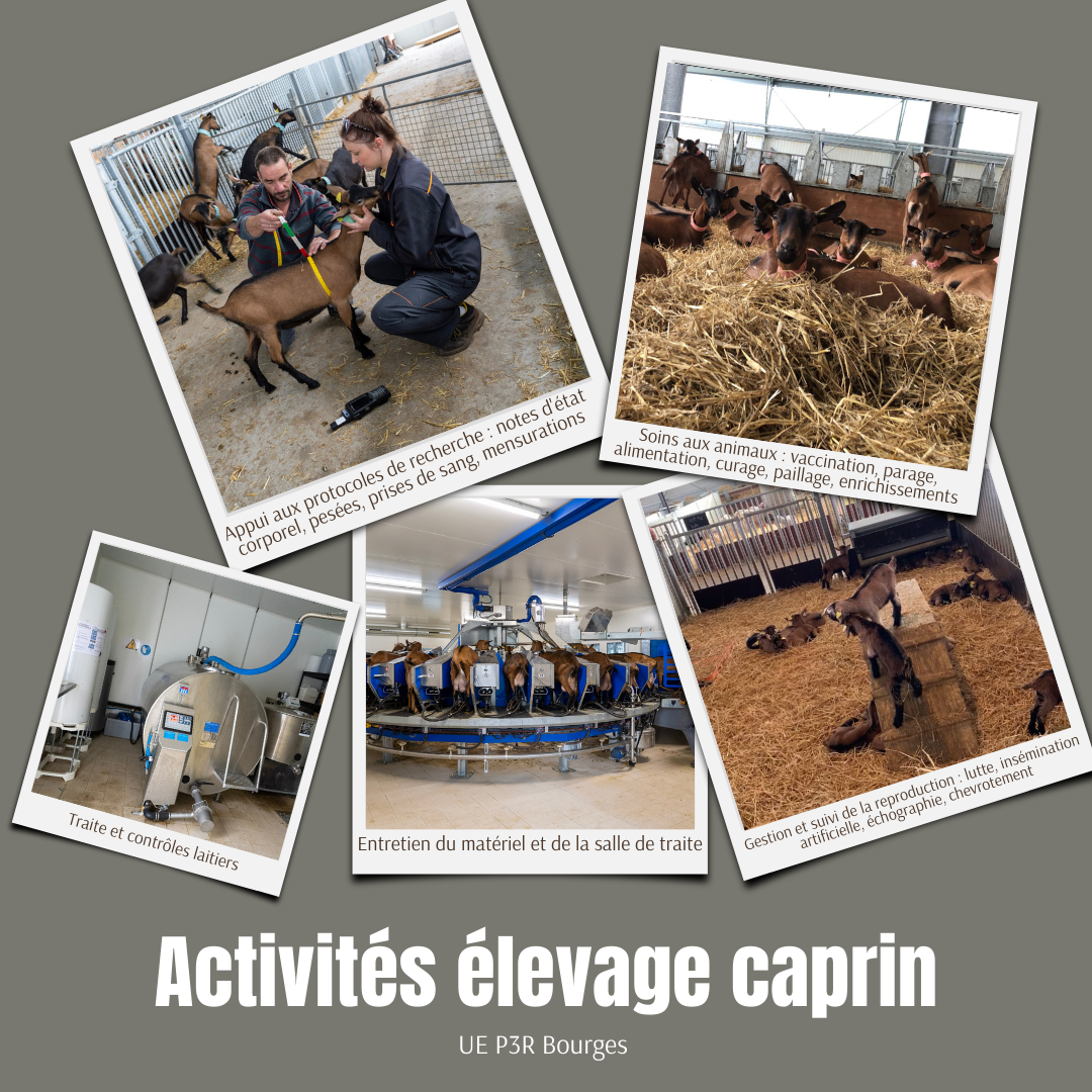 Activités élevage caprin site.png